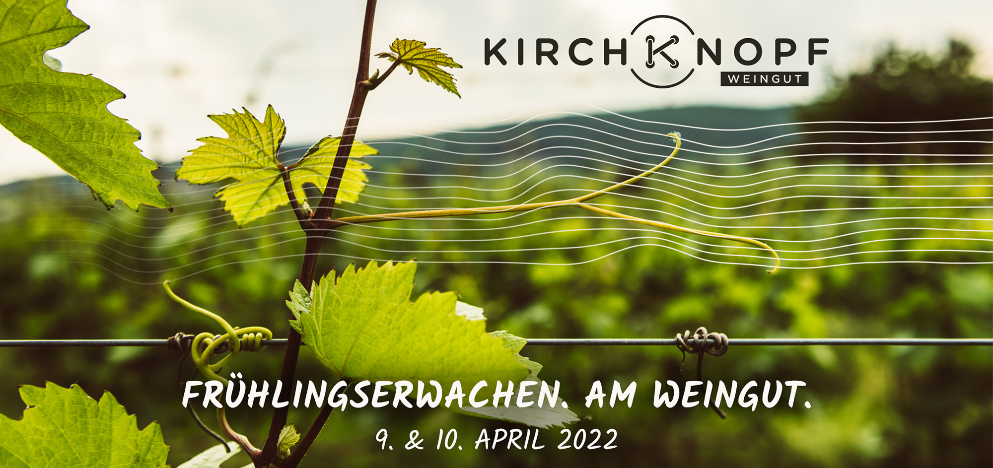 Frühlingserwachen 2022 - Weingut Kirchknopf
